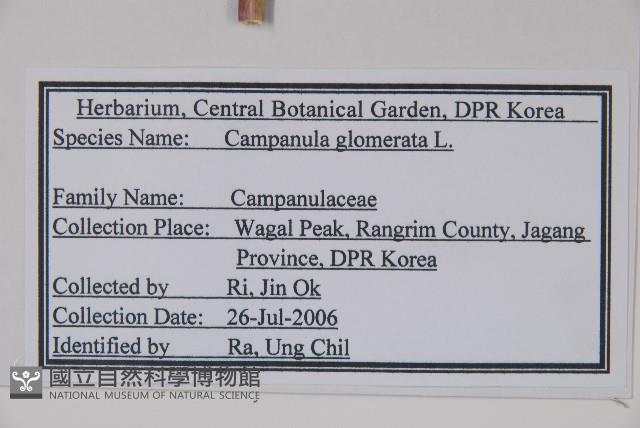 聚花風鈴草藏品圖，第2張