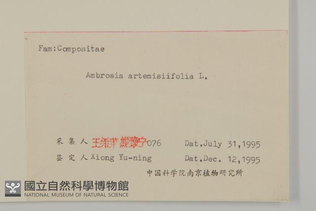 豬草、瘤果菊藏品圖，第2張