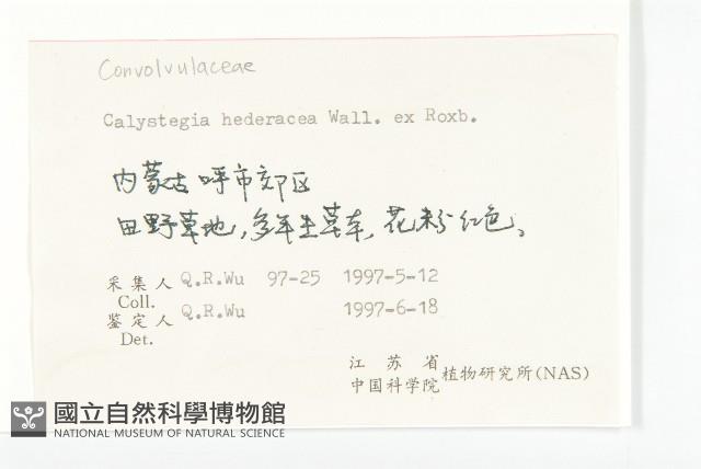 打碗花藏品圖，第2張