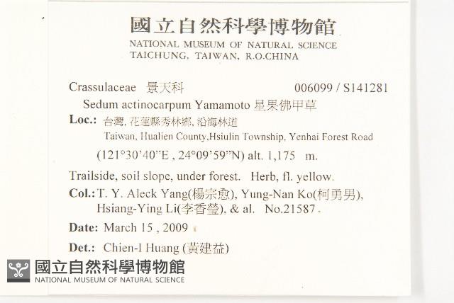 星果佛甲草藏品圖，第2張