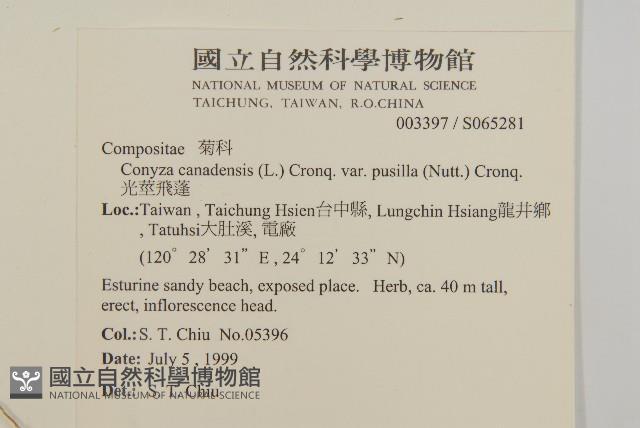 光莖飛蓬藏品圖，第2張