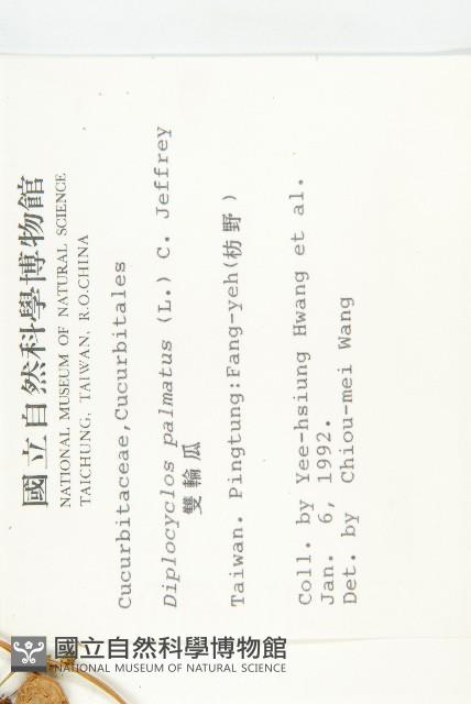 雙輪瓜藏品圖，第2張