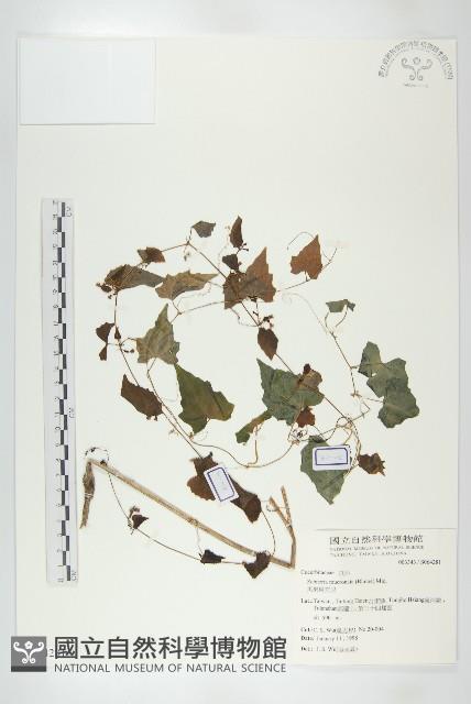 黑果馬交兒藏品圖，第1張