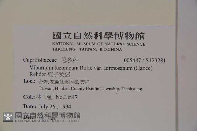 紅子莢迷藏品圖，第2張