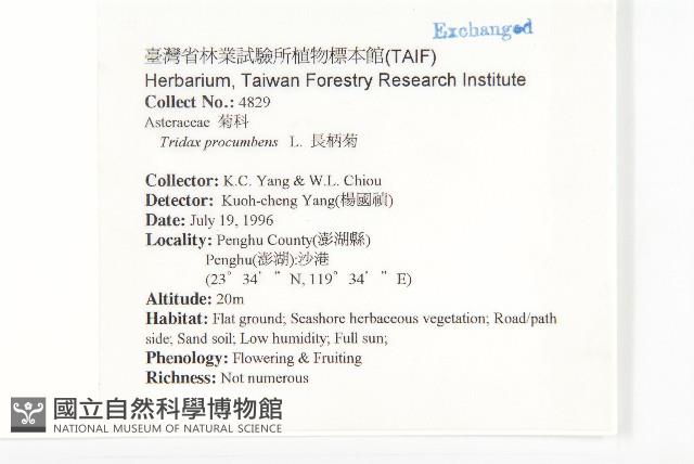 長柄菊藏品圖，第2張