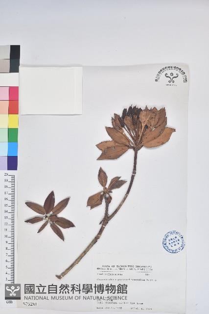 玉山杜鵑藏品圖，第1張