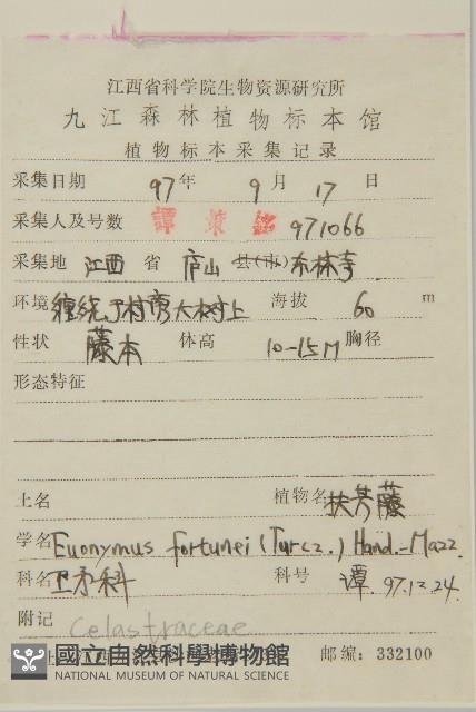 扶芳藤藏品圖，第2張