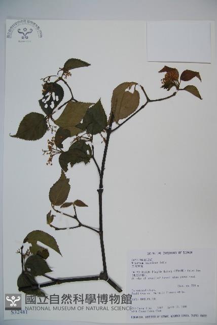 呂宋莢迷藏品圖，第1張