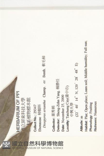 軟毛柿藏品圖，第2張