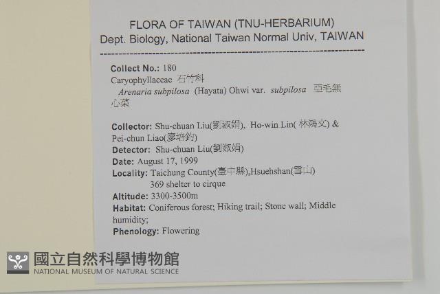 亞毛無心菜藏品圖，第2張