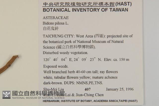 白花鬼針藏品圖，第2張