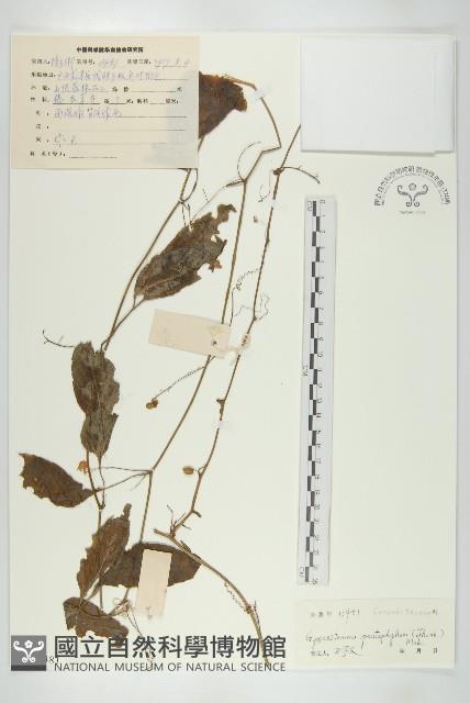 絞股藍藏品圖，第1張