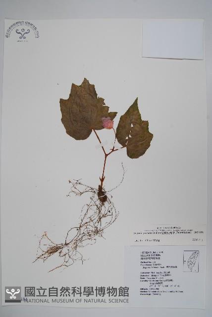 裂葉秋海棠藏品圖，第1張