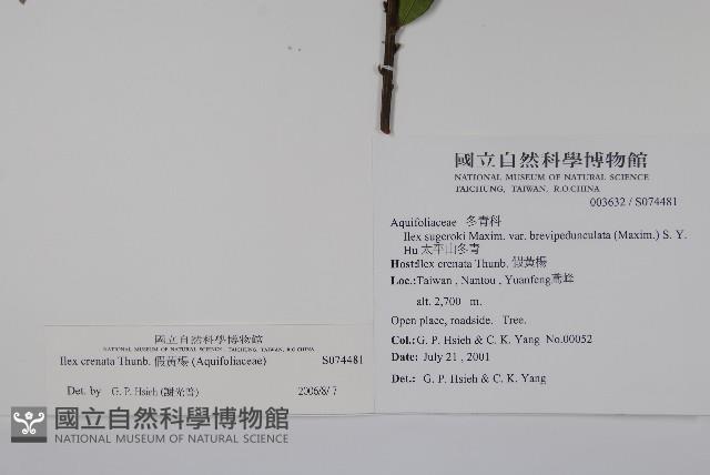 假黃楊藏品圖，第2張