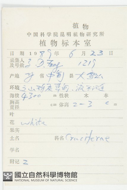 蛇頭薺藏品圖，第2張