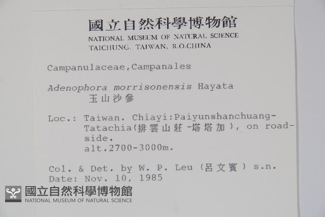 玉山沙參藏品圖，第2張