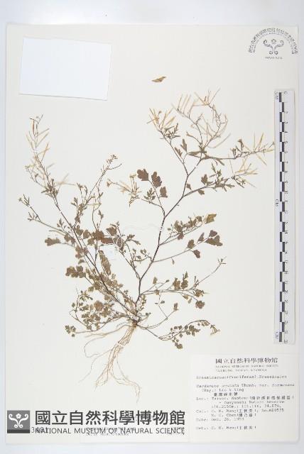 焊菜藏品圖，第1張