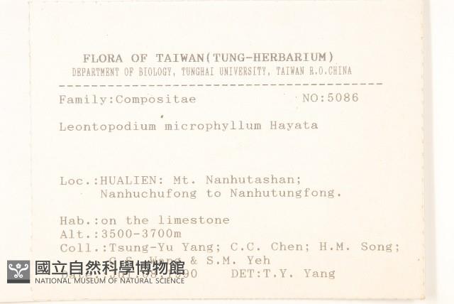 玉山薄雪草藏品圖，第2張