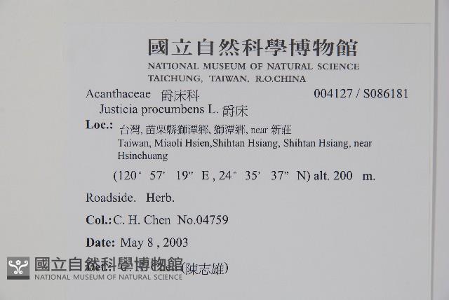 爵床藏品圖，第2張