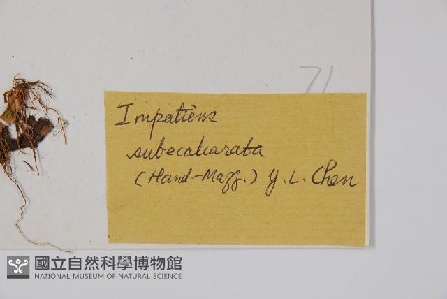 天距鳳仙花藏品圖，第2張