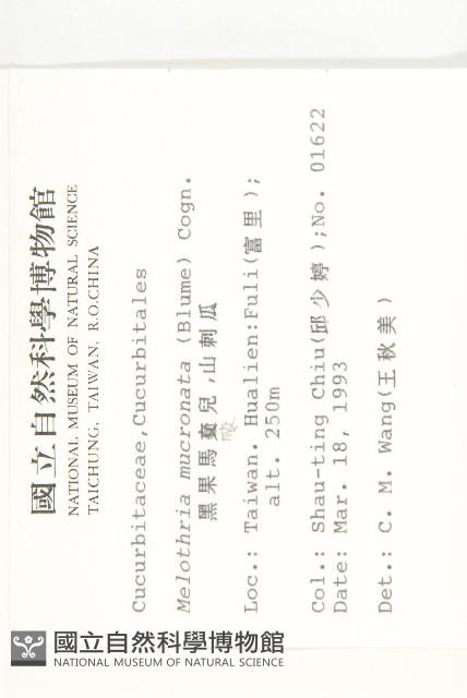 黑果馬交兒藏品圖，第2張