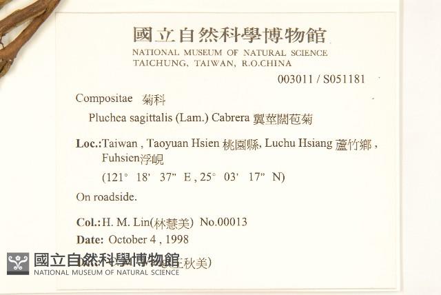 翼莖闊苞菊藏品圖，第2張