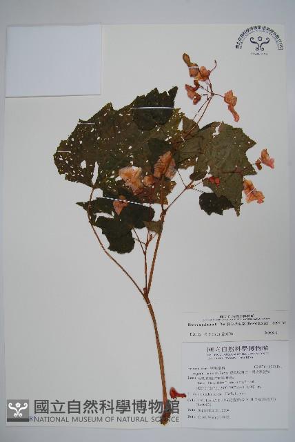 裂葉秋海棠藏品圖，第1張