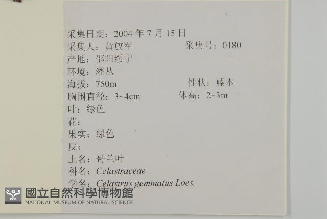 哥蘭葉藏品圖，第2張