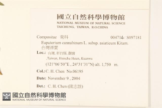 台灣澤蘭藏品圖，第2張