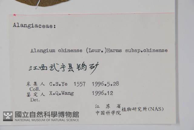 八角楓藏品圖，第2張