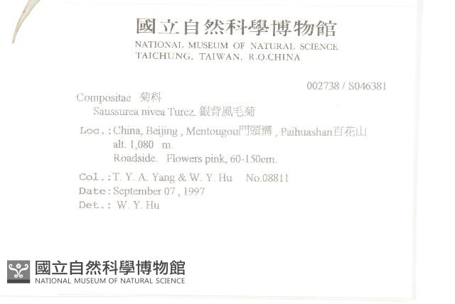 銀背風毛菊藏品圖，第2張