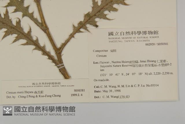 森氏薊藏品圖，第2張