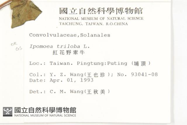 紅花野牽牛藏品圖，第2張