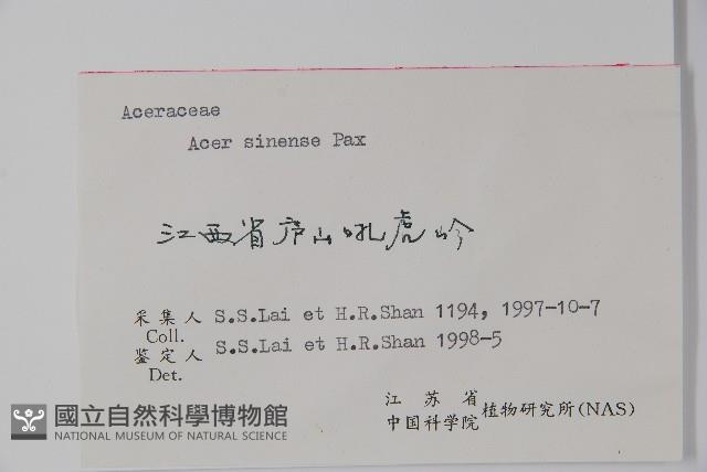 中華槭藏品圖，第2張