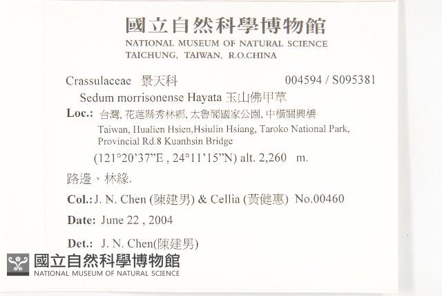玉山佛甲草藏品圖，第2張