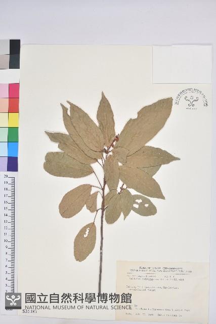 粗糠柴藏品圖，第1張