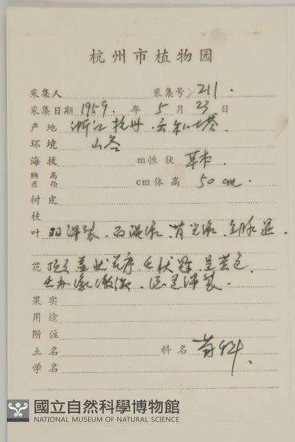 春黃菊藏品圖，第2張