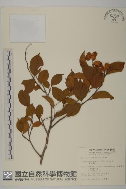 雷公藤藏品圖，第1張