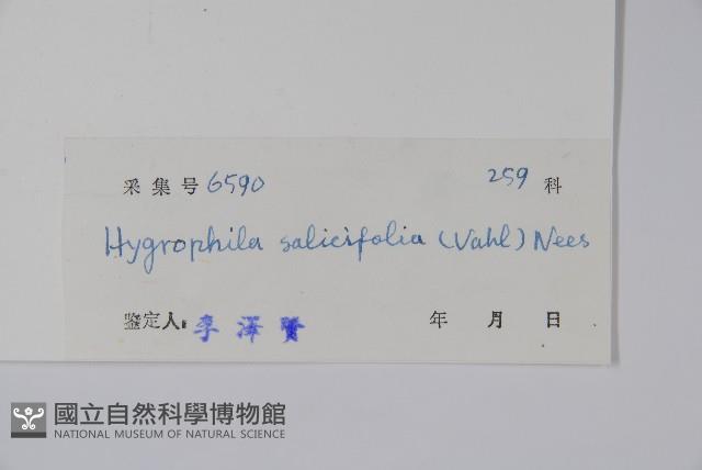 柳葉水蓑衣藏品圖，第2張