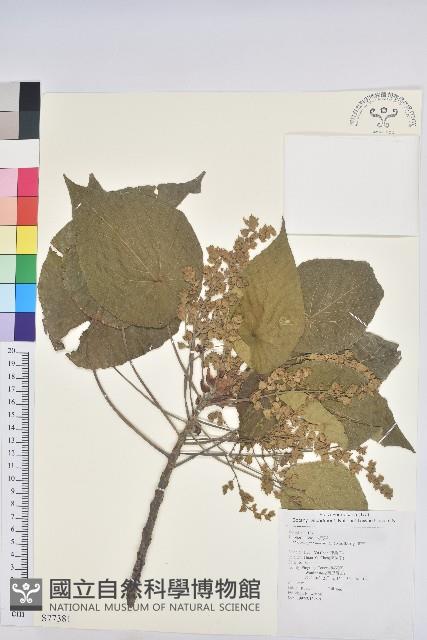 血桐藏品圖，第1張