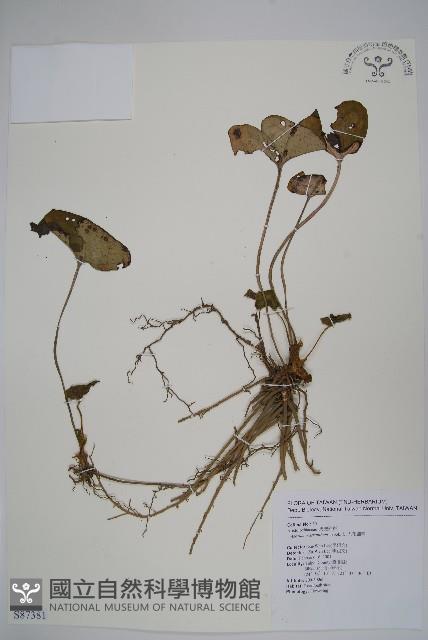 大花細辛、馬蹄香藏品圖，第1張