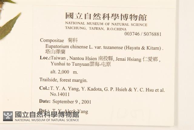 塔山澤蘭藏品圖，第2張