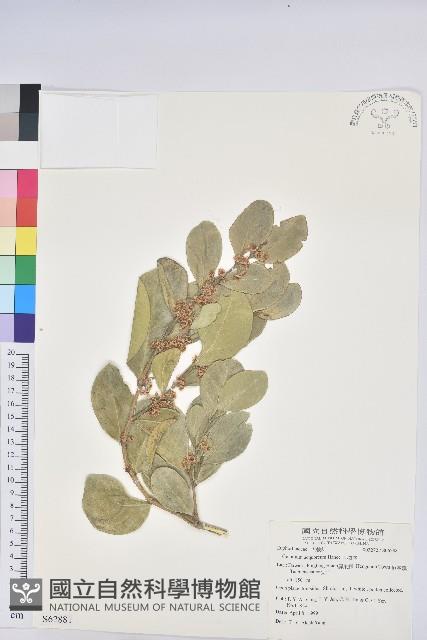 白樹仔藏品圖，第7張