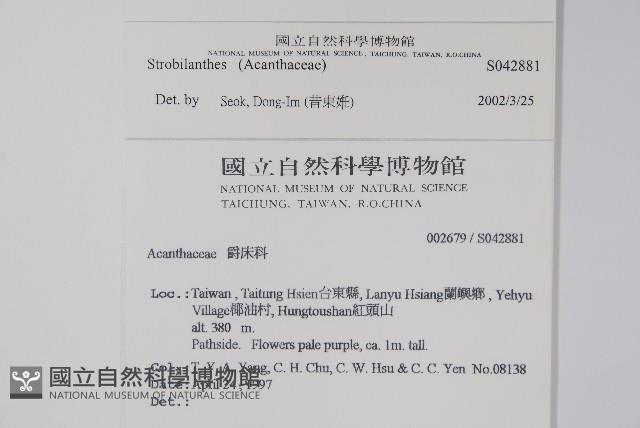 蘭嶼馬藍藏品圖，第2張