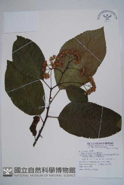 破布烏藏品圖，第1張