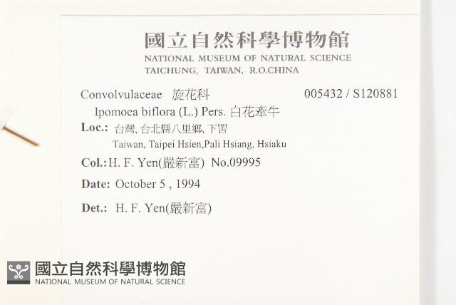 白花牽牛藏品圖，第2張