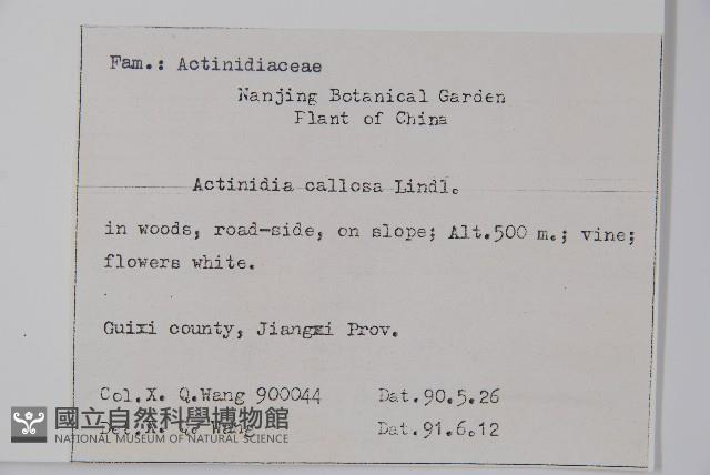 硬齒獼猴桃藏品圖，第2張