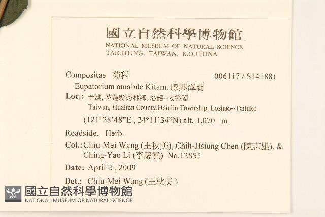 腺葉澤蘭藏品圖，第2張