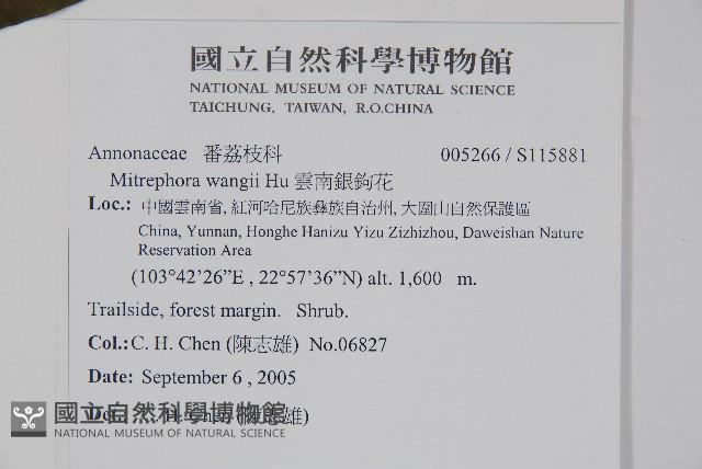 小萼瓜馥木藏品圖，第2張