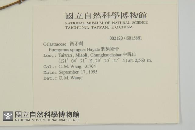 刺果衛矛藏品圖，第2張